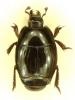 Atholus viennai
